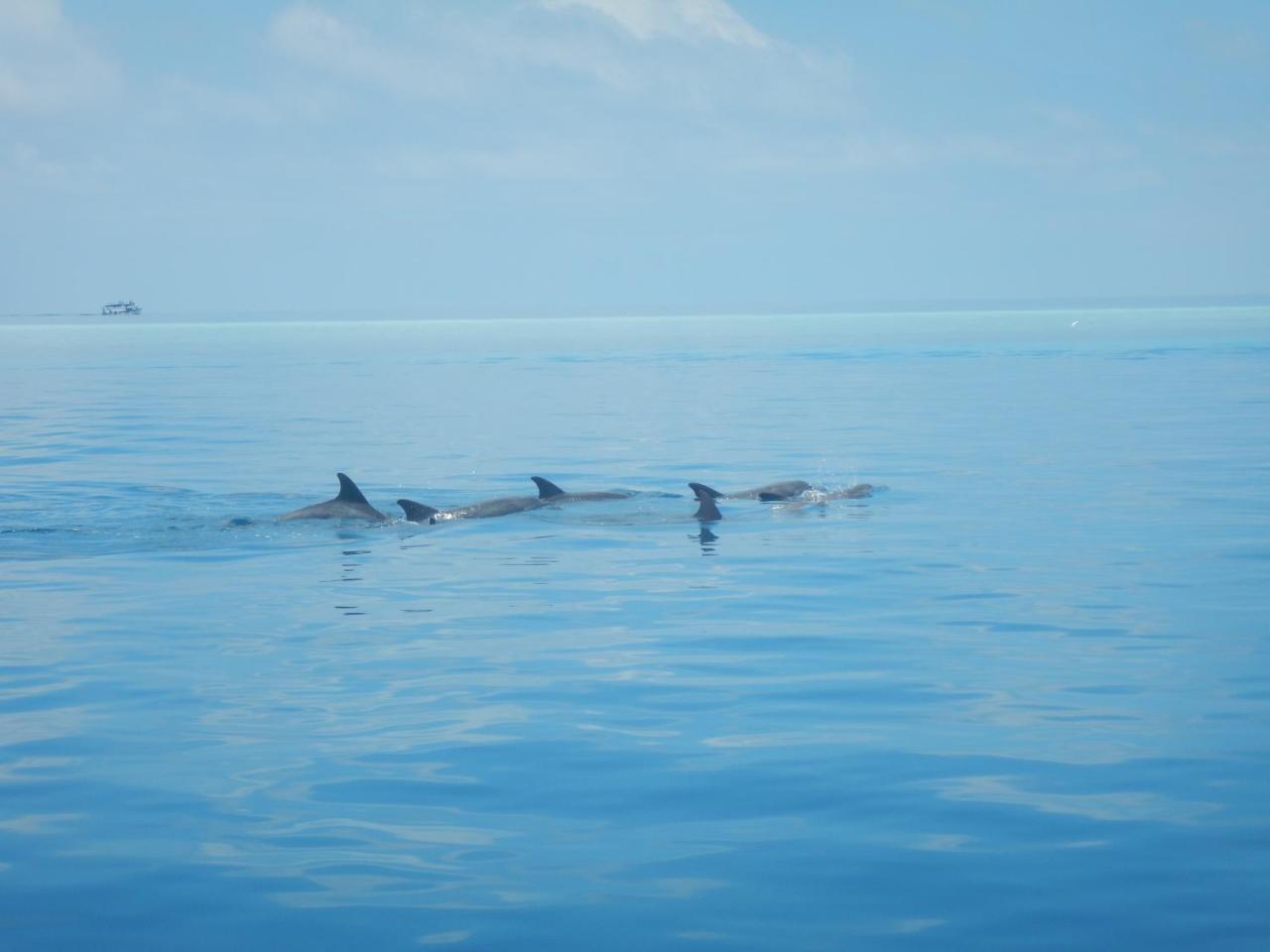 Lagoon Villa Maldives Thoddoo Luaran gambar